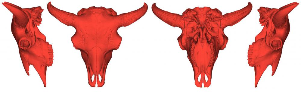 野牛头骨3D打印模型