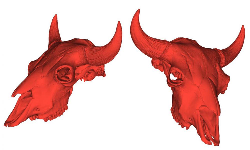 野牛头骨3D打印模型