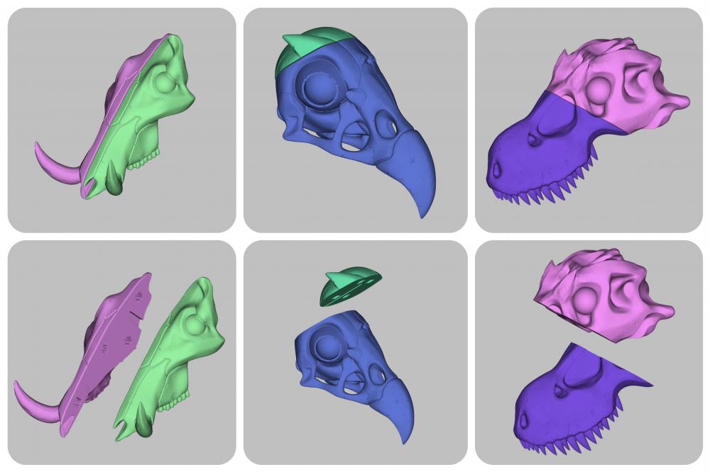 头骨模型（一）3D打印模型