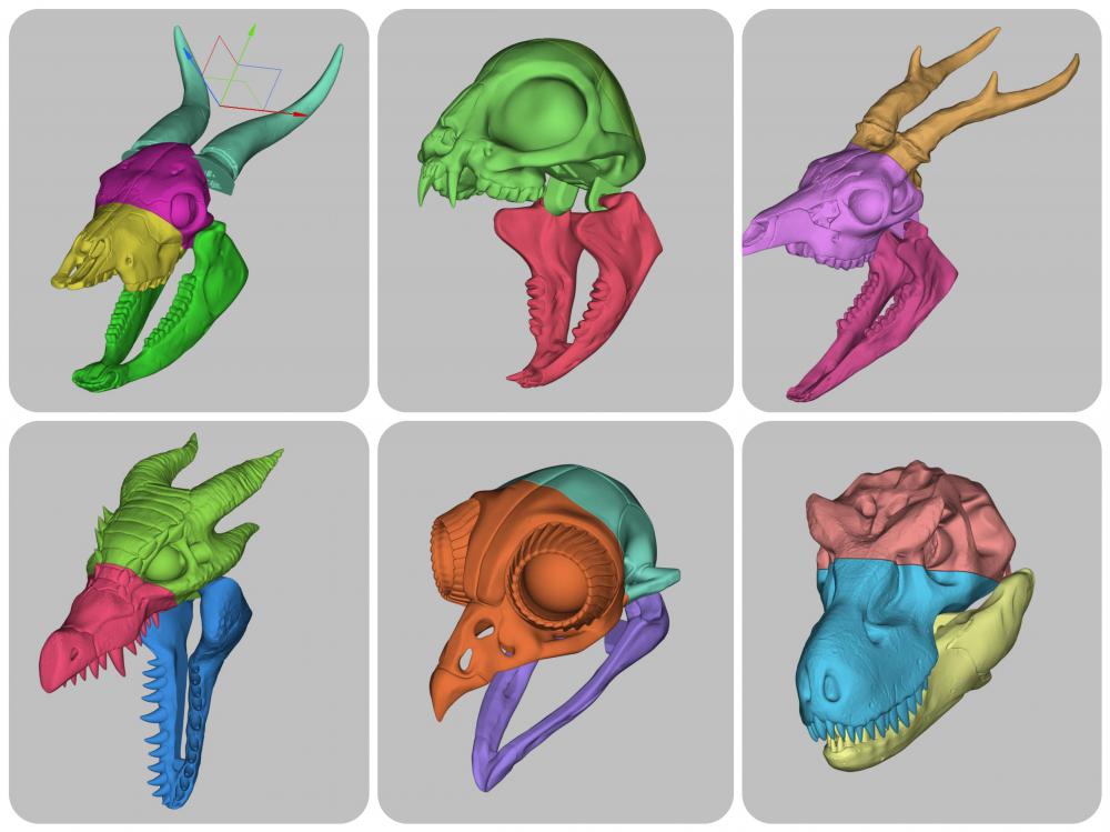 头骨模型（四）3D打印模型